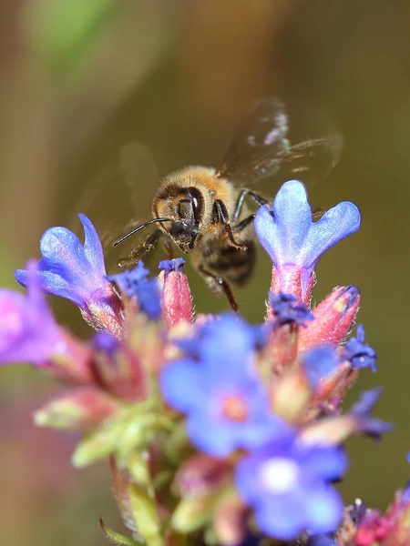 Bee on blue flowers. Macro — Stock Photo, Image