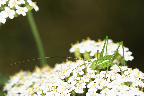 Grasshopper on yarrows flowers. Macro — Stock Photo, Image