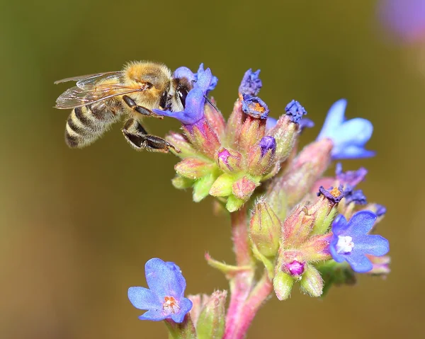 Bee on blue flowers. Macro — Stock Photo, Image