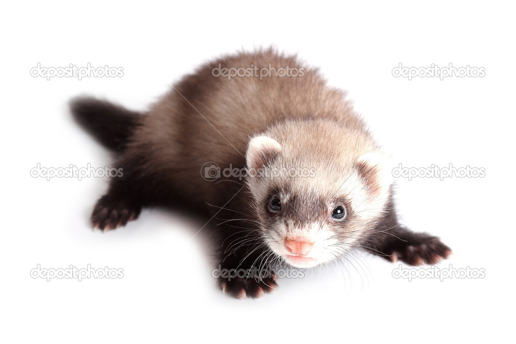 Young weasel isolated on white