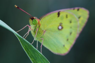 Kelebek - soluk bulutlu sarı (Colias hyale)