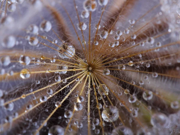 タンポポの種は、水滴を覆われて — ストック写真