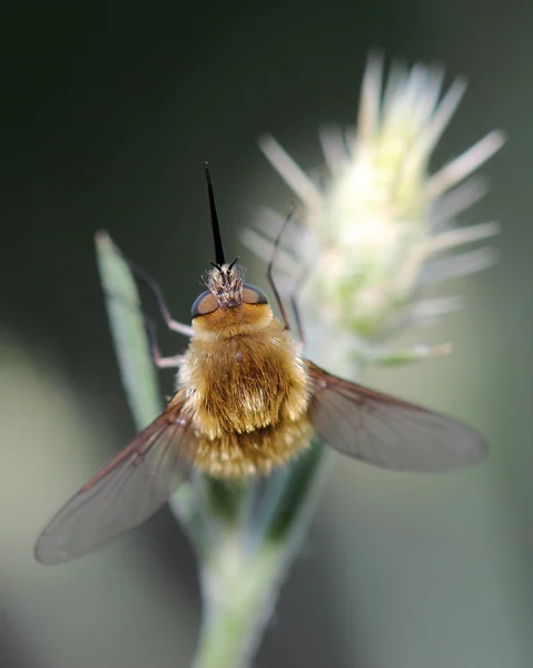 Bee fly on grass. Macro — Stock Photo, Image