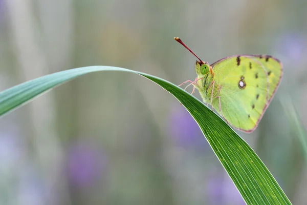 Butterfly - Pale Clouded Yellow (Colias hyale) — Stock Photo, Image