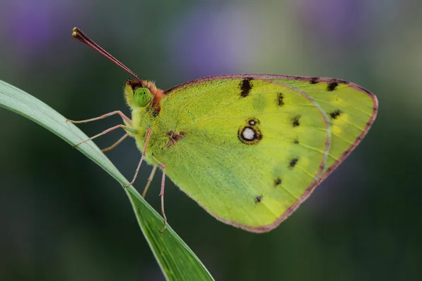 나비-창백한 흐리게 노란색에서 (Colias hyale) — 스톡 사진