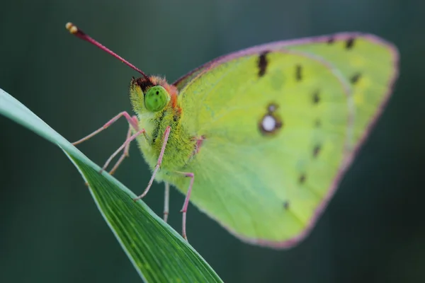 Butterfly - Pale Clouded Yellow (Colias hyale) — Stock Photo, Image