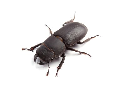 Daha az geyik böceği (Dorcus parallelipipedus) beyaz