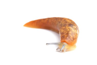 Sümüklüböcek beyazda izole edildi