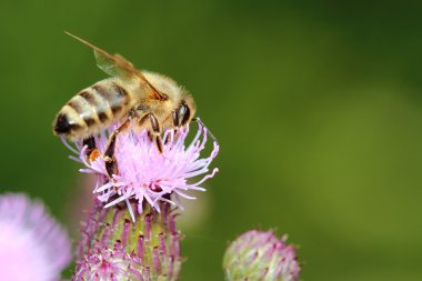 Eflatun çiçekler üzerinde çalışma arı. Makro