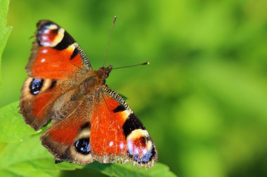 Kelebek - Avrupa tavus kuşu (Inachis g/ç) çimenlerin üzerinde. Makro