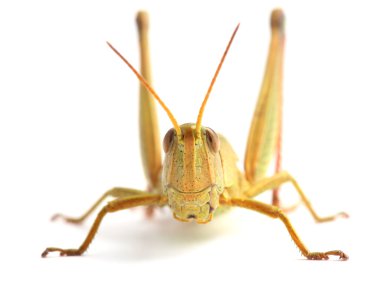 beyaz izole çekirge