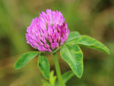 Yonca çiçek yaz çayır üzerinde. Makro
