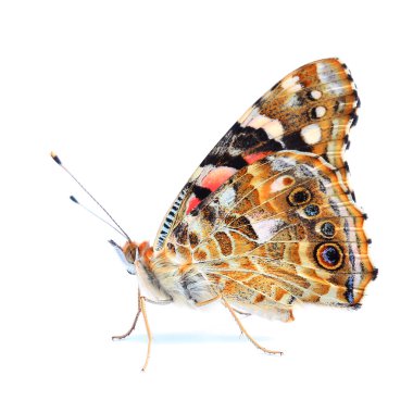 Boyalı beyaz izole kadın (Vanessa cardui)