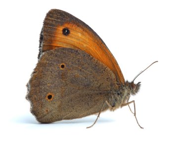 Küçük Heath buttrefly (Coenonympha pamphilus) beyaz
