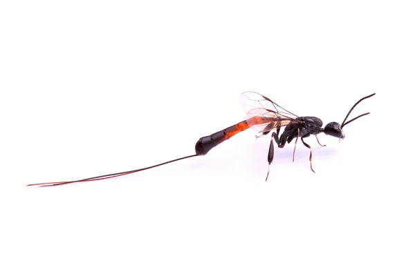 Beyaz izole parasitoid yaban arısı