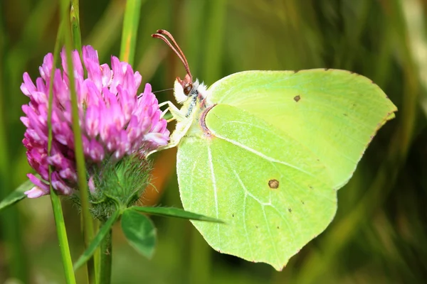 Butterfly - Common Brimstone on clovers flower — Stock Photo, Image