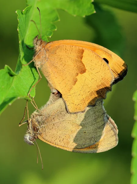 Cocopulating malé Heath (Coenonympha pamphilus) motýli — Stock fotografie