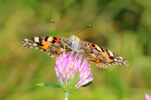 Dame peinte (Vanessa cardui) sur trèfles fleur. Macro — Photo