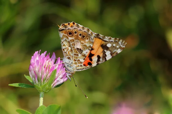 Geverfde Dame (Vanessa cardui) op klaverblaadjes bloem. Macro — Stockfoto