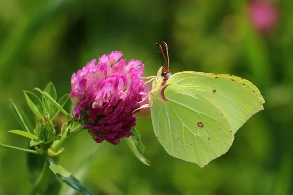 Motýl - společné síru na jetel květ — Stock fotografie