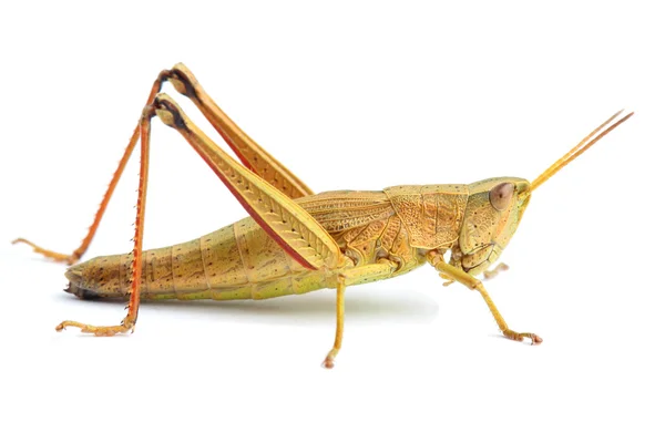 Grasshopper aislado en blanco —  Fotos de Stock