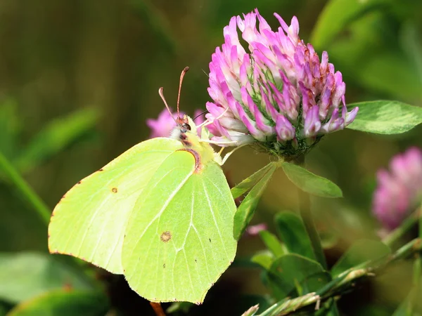 Motýl - společné síru na jetel květ — Stock fotografie