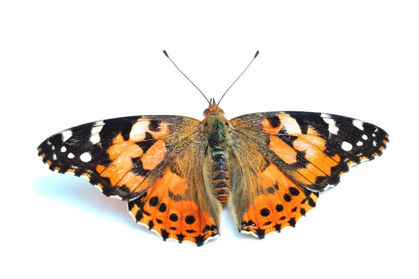 Gemalte Dame (vanessa cardui) isoliert auf weiß — Stockfoto