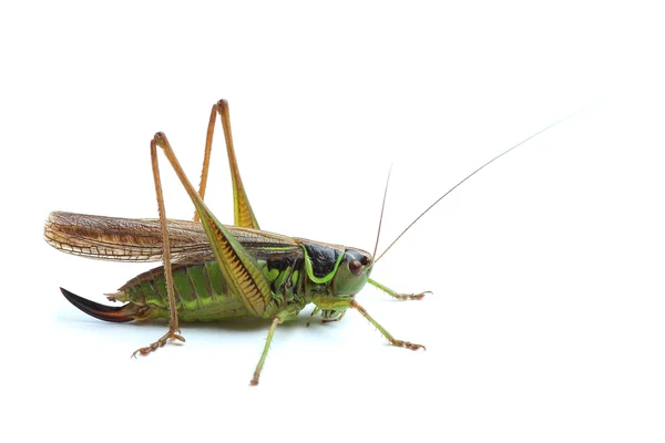 Kobieta Grasshopper na biały — Zdjęcie stockowe