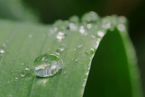 水滴付きの緑の葉 — ストック写真