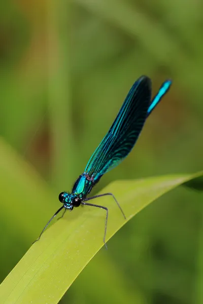 Belle demoiselle (Calopteryx virgo) sur herbe. Macro — Photo