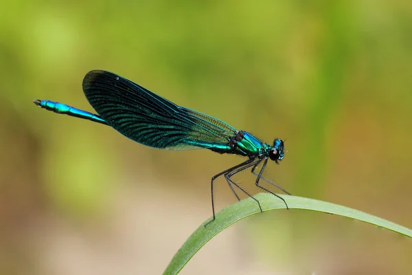 Belle demoiselle (Calopteryx virgo) sur herbe. Macro — Photo