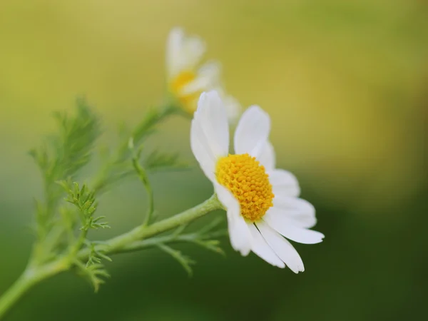 Camomile on the summer meadow — Stock Photo, Image