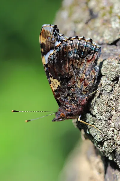 Borboleta - Almirante vermelho (Vanessa atalanta ) — Fotografia de Stock