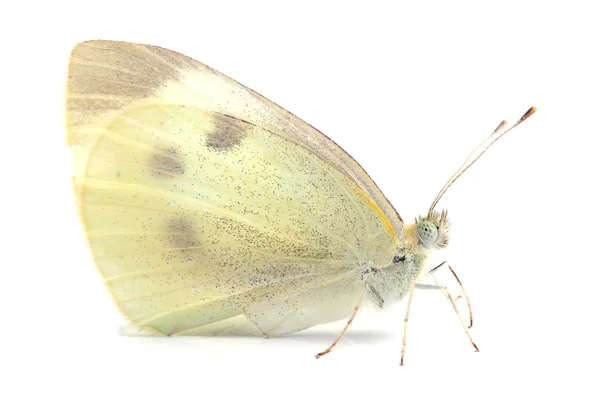 Schmetterling - groß weiß (pieris brassicae) auf weiß lizenzfreie Stockbilder