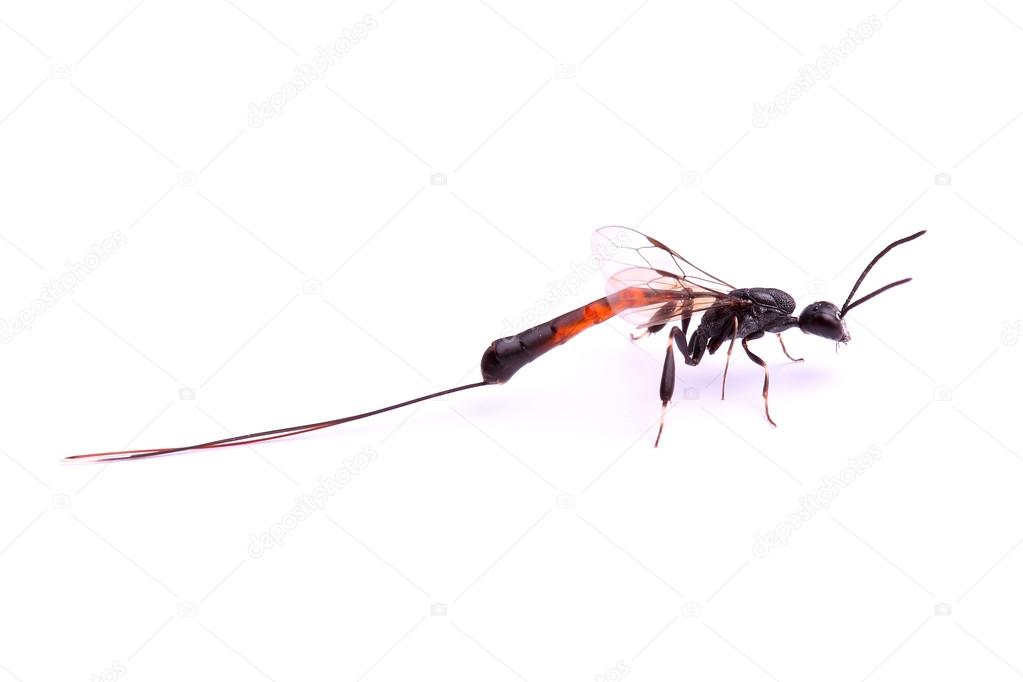 Parasitoid wasp isolated on white