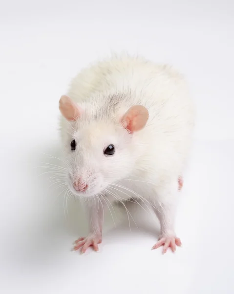 Weiße Ratte — Stockfoto