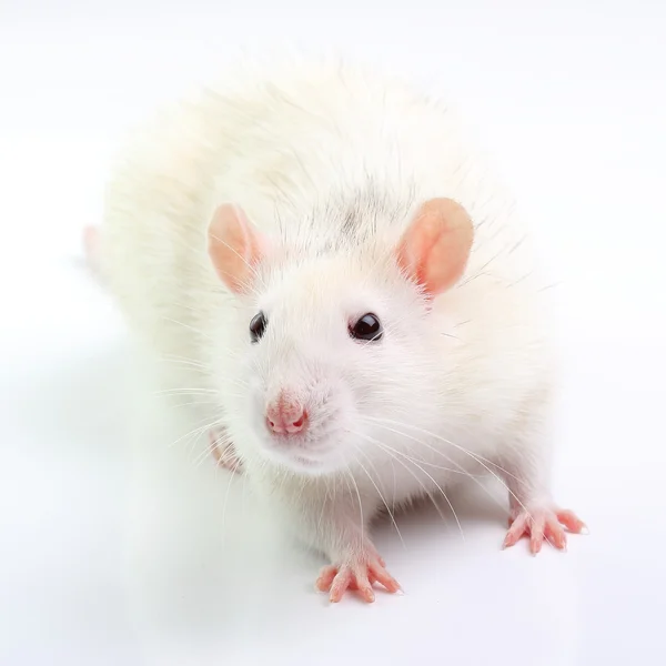 Weiße Ratte — Stockfoto