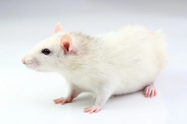 Ratto bianco — Foto Stock