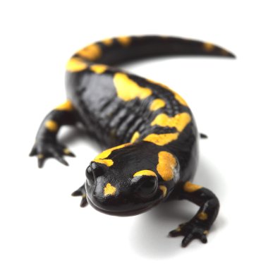 Semender (Salamandra salamandra) beyaz üzerine ateş