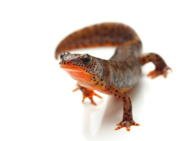 Karpat newt (Lissotriton montandoni) beyaz
