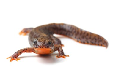 Karpat newt (Lissotriton montandoni) beyaz