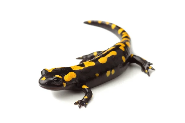 Semender (Salamandra salamandra) beyaz üzerine ateş