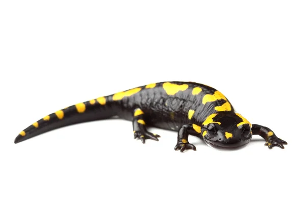 Fire salamander (Salamandra salamandra) on white — Stock Photo, Image