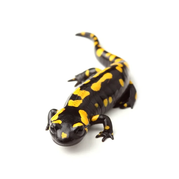 Fire salamander (Salamandra salamandra) on white — Stock Photo, Image