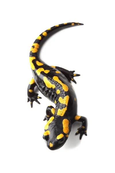 Fire salamander (Salamandra salamandra) on white — Stock Photo, Image