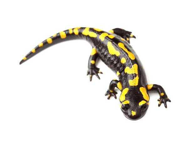 Fire salamander (Salamandra salamandra) on white — Stock Photo, Image