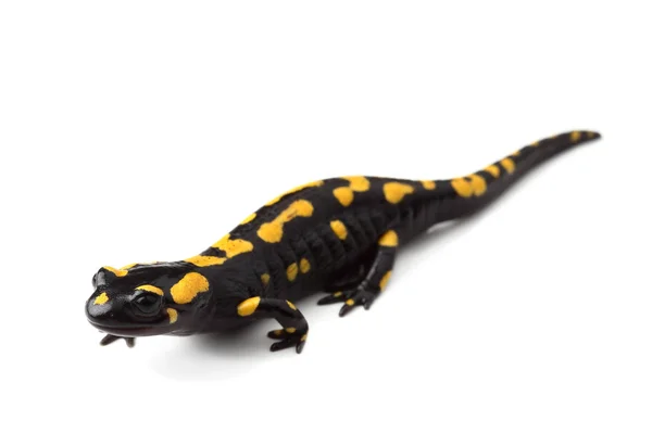 화이트에 도롱뇽 (Salamandra salamandra) 화재 — 스톡 사진