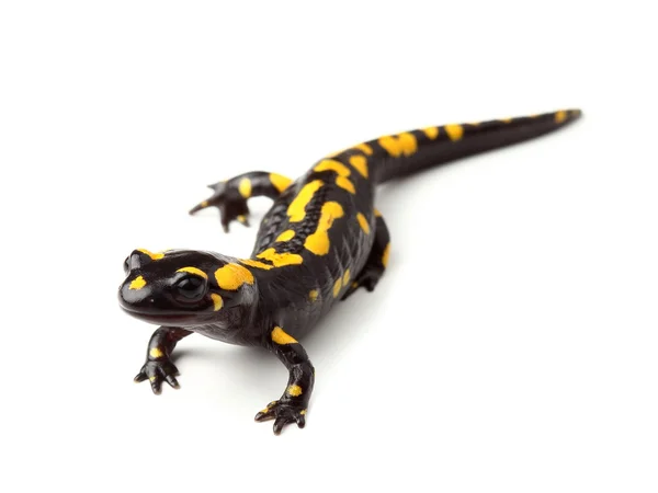 Semender (Salamandra salamandra) beyaz üzerine ateş