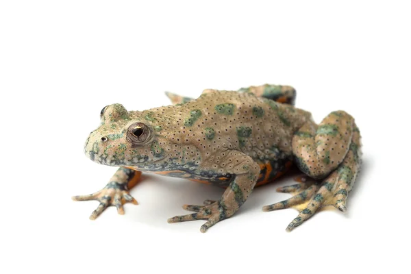 European Fire-bellied Toad (Bombina bombina) on white — Stock Photo, Image