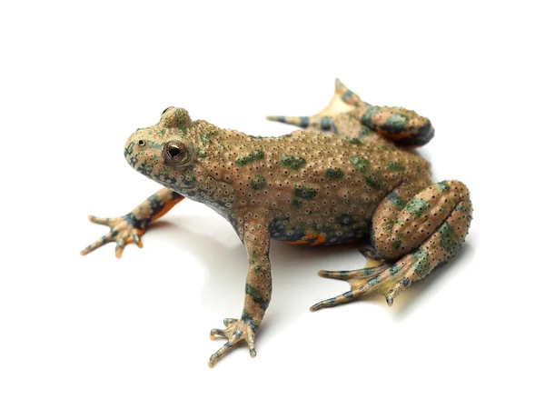 European Fire-bellied Toad (Bombina bombina) on white — Stock Photo, Image